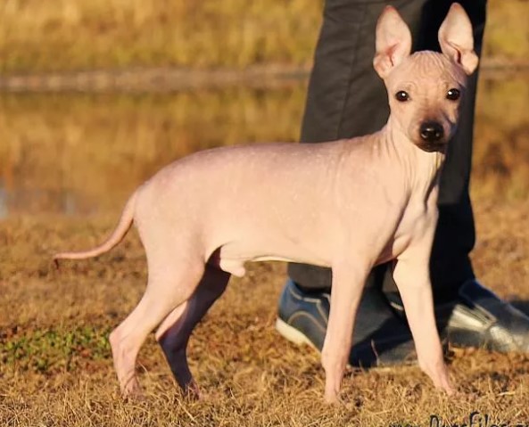 Терьер абрикосового окраса Персиковый голый терьер
