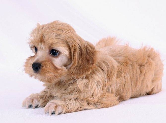 Петербургская орхидея: оригинальная маленькая комнатная собачка