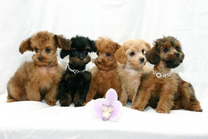 Петербургская орхидея: оригинальная маленькая комнатная собачка