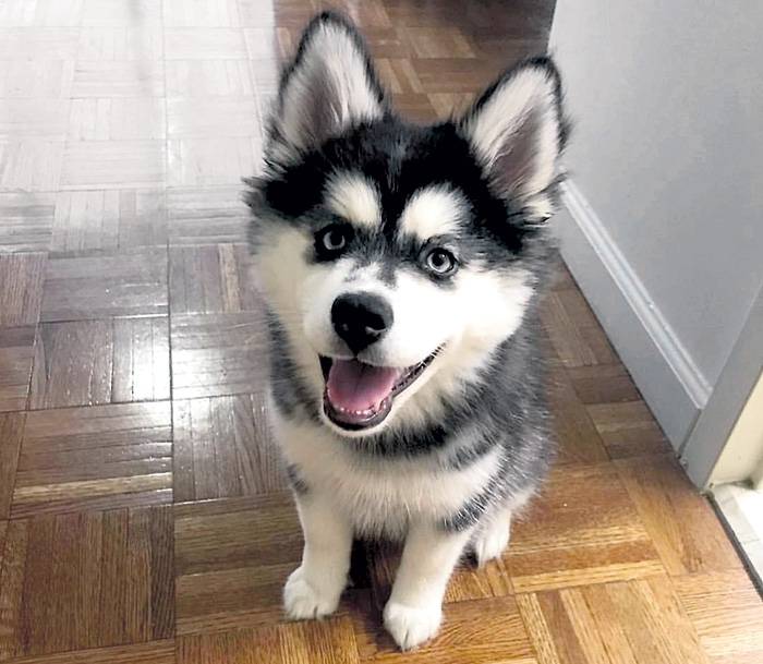 Гибрид померанского шпица и хаски - характеристика помеси, достоинства и недостатки породы