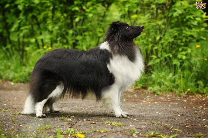 черно-белый шелти