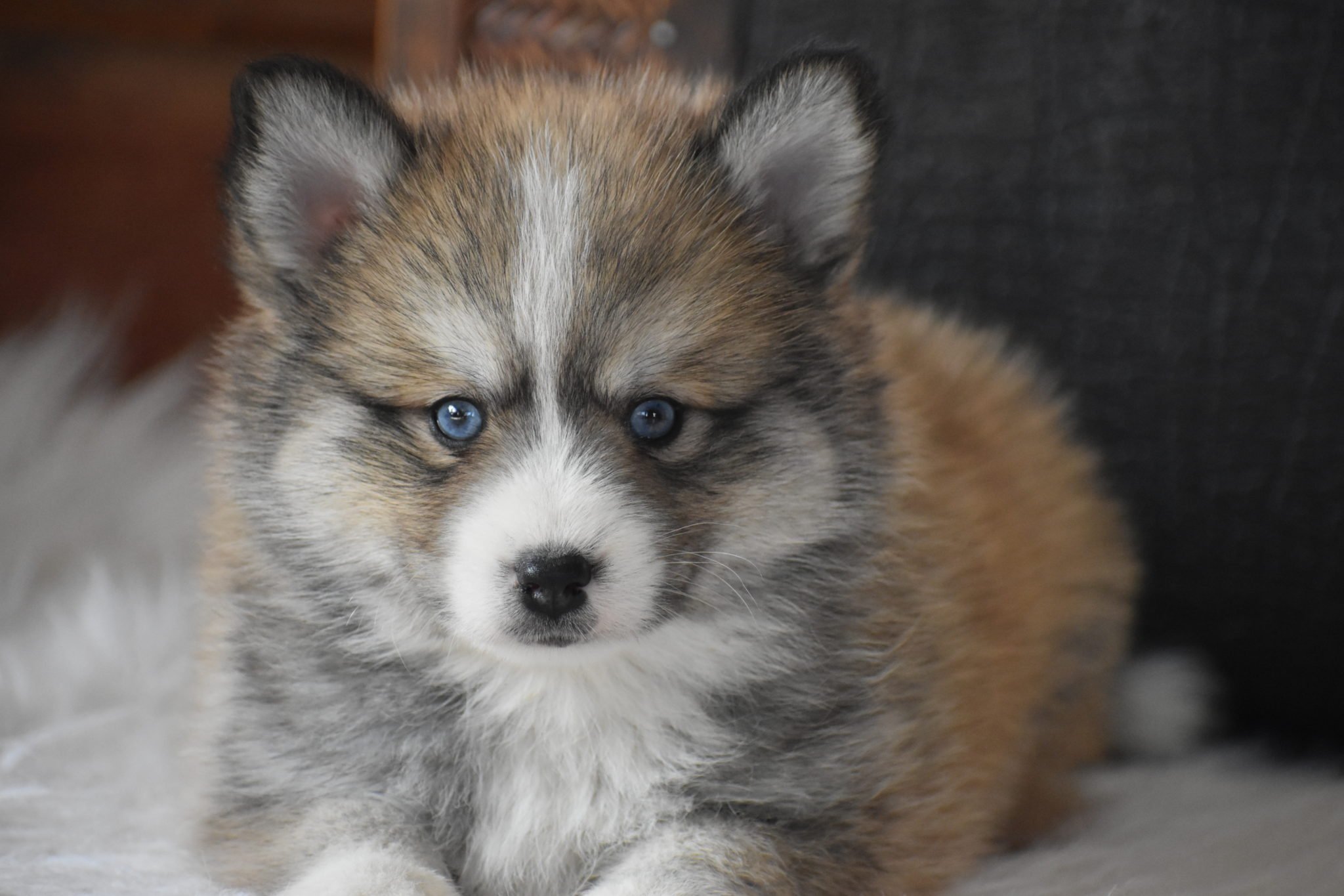 Гибрид померанского шпица и хаски — история происхождения помски, особенности помеси породы