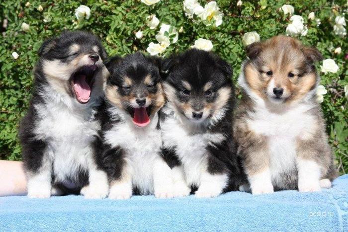 милые щенки шелти