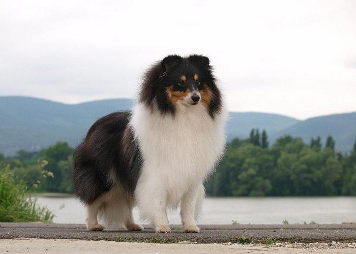 трехцветный окрас шелти