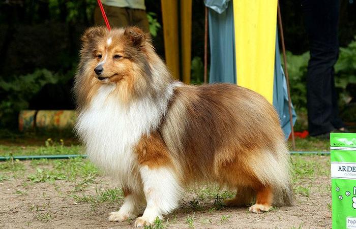 соболиный окрас шелти