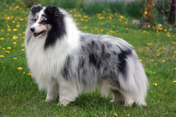 мраморно-голубой шелти