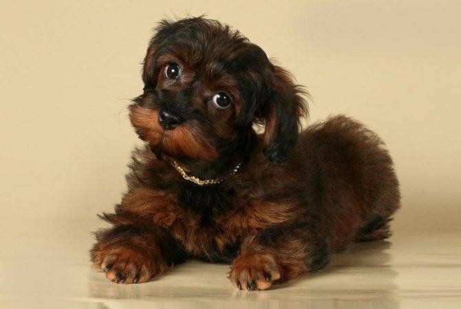 Петербургская орхидея: оригинальная маленькая комнатная собачка