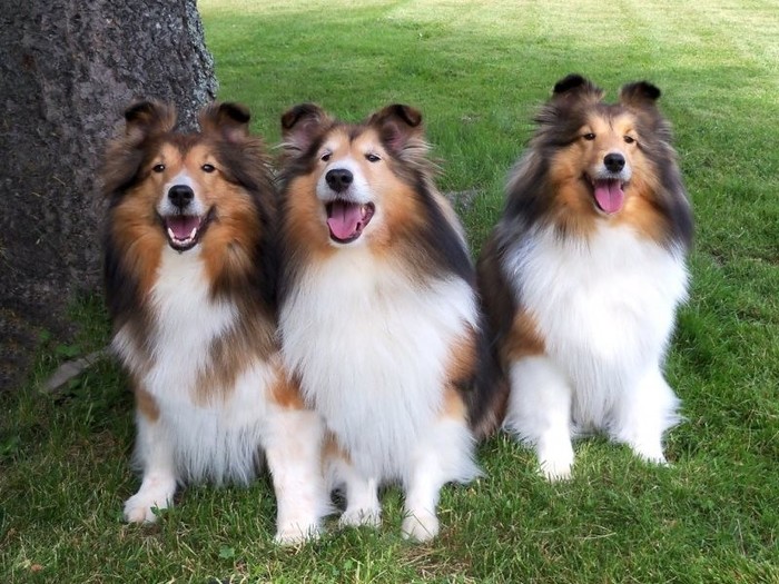 три красивые шетландские овчарки