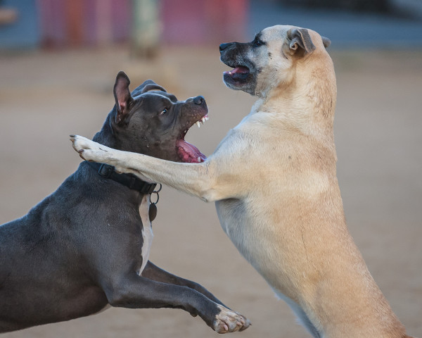 Американский стаффордширский терьер скалится на другую собаку