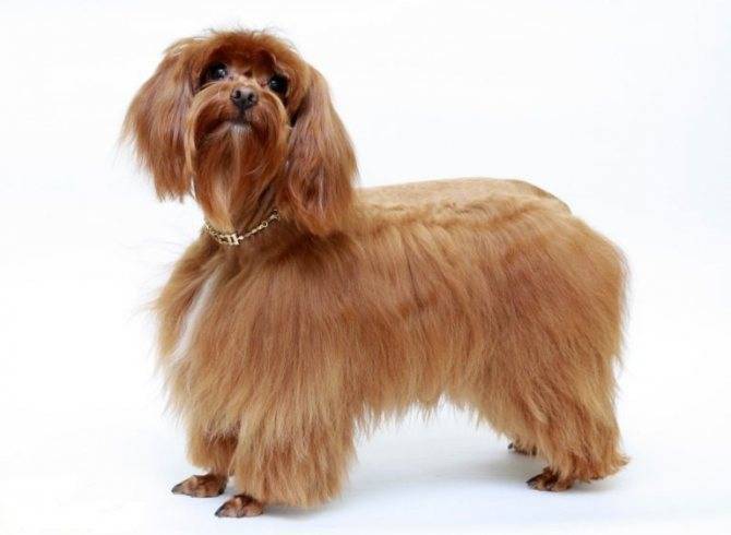 Петербургская орхидея: оригинальная маленькая комнатная собачка