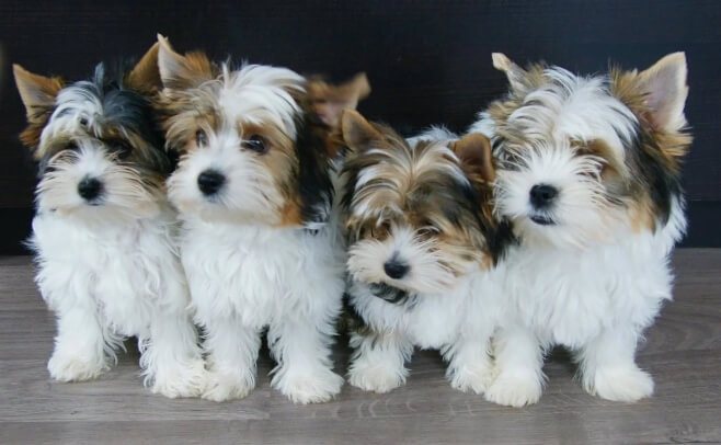 бивер йоркширский терьер