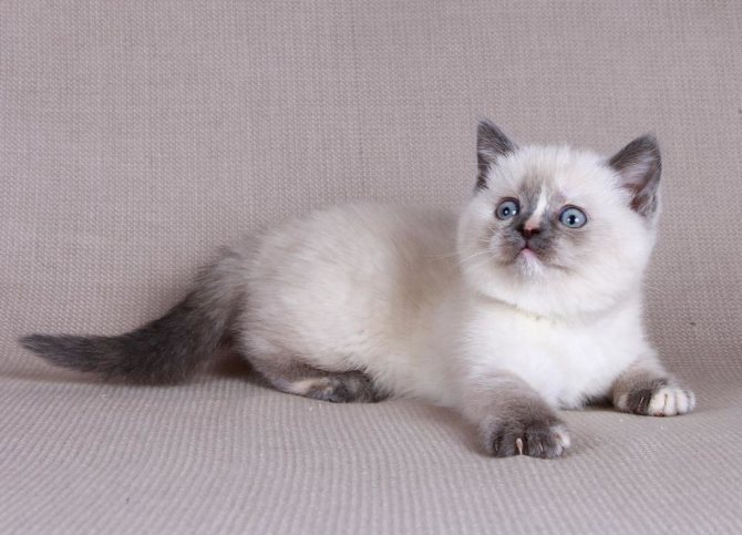 Черепаховый окрас британской кошки