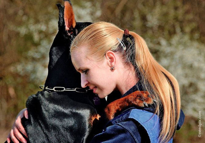 Доберманы нуждаются в социализации