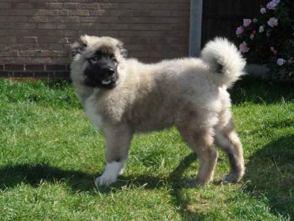 Дрессировка Кавказской овчарки читайте статью