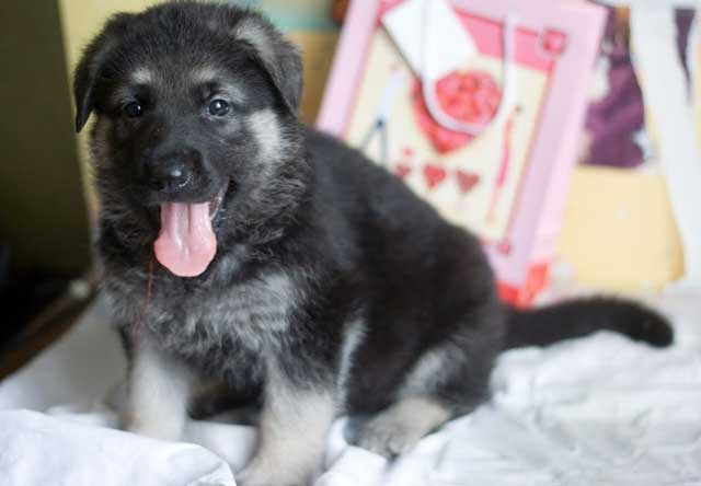 дрессировка щенка вео