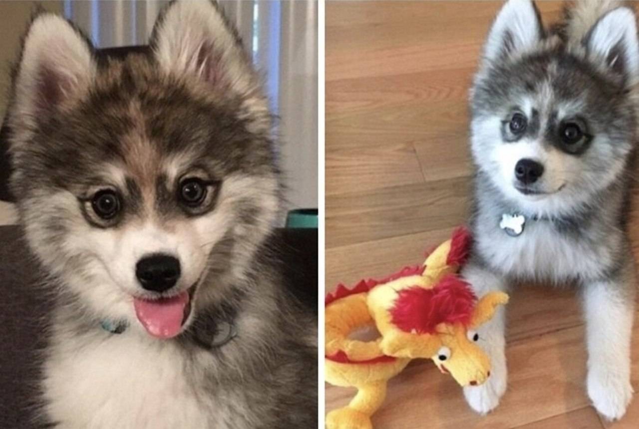 Гибрид померанского шпица и хаски - характеристика помеси, достоинства и недостатки породы