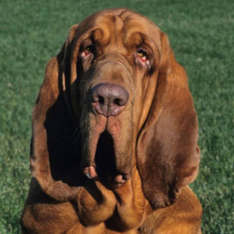 Бладхаунд: описание породы, фото, интересные факты