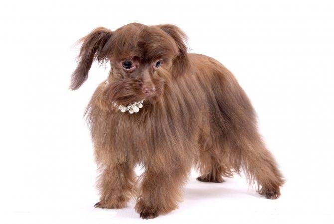 Петербургская орхидея: оригинальная маленькая комнатная собачка