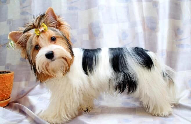 милая собака