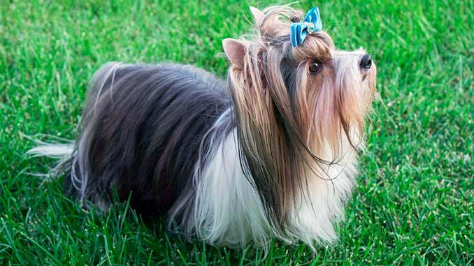 бивер терьер фото.