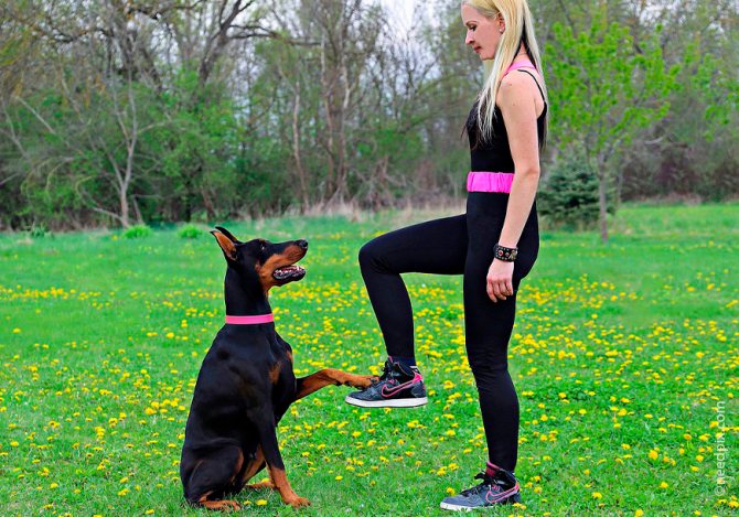 Команда сидеть относится к базовым командам