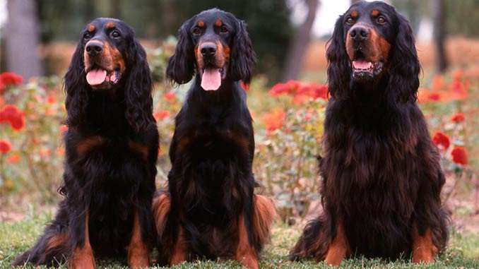 Шотландские сеттеры фото 