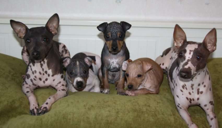 Фото Американский голый терьер