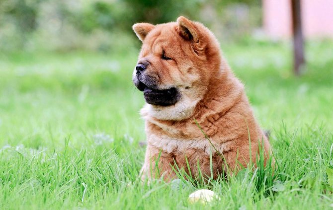 Щенок чау-чау