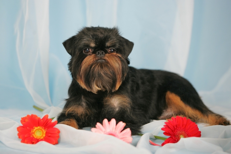 Собаки с бородой (26 фото): что необычного в бородатых собаках? Представители породы маленьких размеров