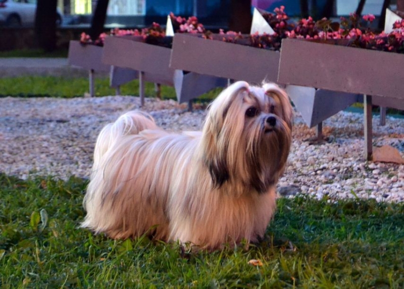 Собаки с бородой (26 фото): что необычного в бородатых собаках? Представители породы маленьких размеров