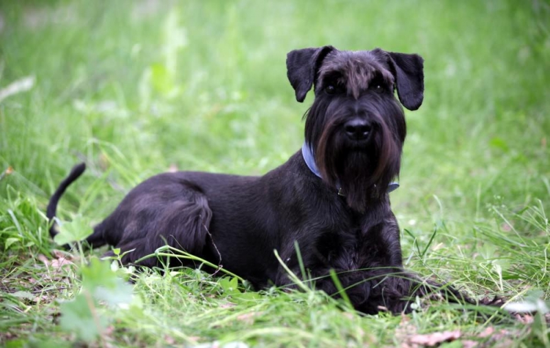 Собаки с бородой (26 фото): что необычного в бородатых собаках? Представители породы маленьких размеров