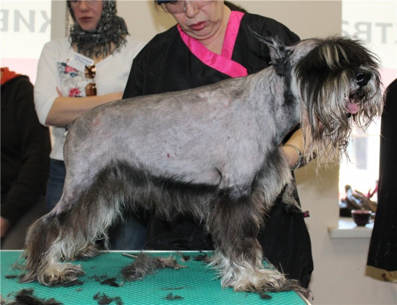 Собаки с бородой (26 фото): что необычного в бородатых собаках? Представители породы маленьких размеров