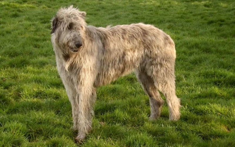 Собаки с бородой (26 фото): что необычного в бородатых собаках? Представители породы маленьких размеров