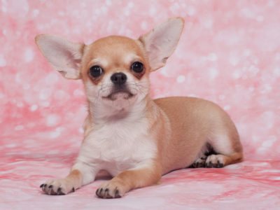 Стандарт породы чихуахуа по весу и таблица роста по месяцам