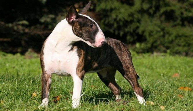 так выглядит миниатюрный бультерьер