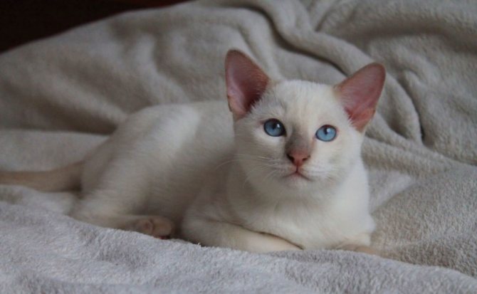 Тонкинский котенок фавн-пойнт