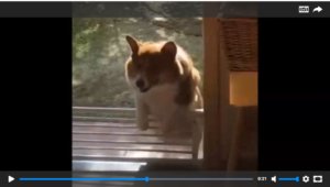 Жирный Корги