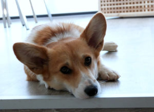 17780118351_9e8ca7afb3_o