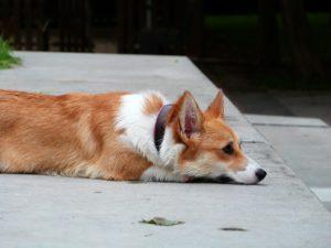 19808270713_c0323054f8_o