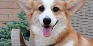 1e0fc8dd98c1a790ef915eb3b3b1b5db_l