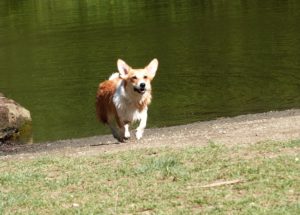 21696617391_4c6d37f278_o