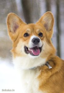 219-0317-8721-K-Pemb