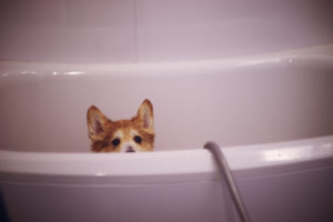 27736470446_b91fd20ed9_b