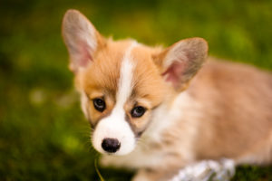 Corgi Puppies in July