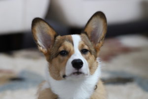 37058037182_5c85bd1d76_o