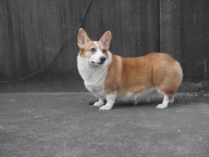 45651312825_a8891c8cf0_o