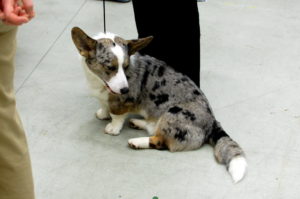 4629764922_aee17fd266_b