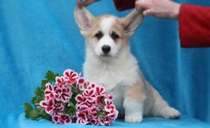 56584191_2153536101395049_3387233568672448512_o