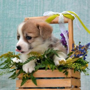 57113119_825492027798346_5916811294169628672_n