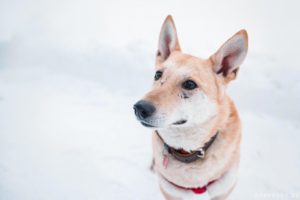 5c48423085e9d239901828f2